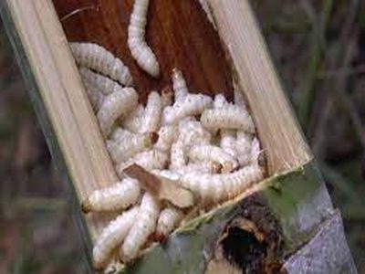 bamboo worm